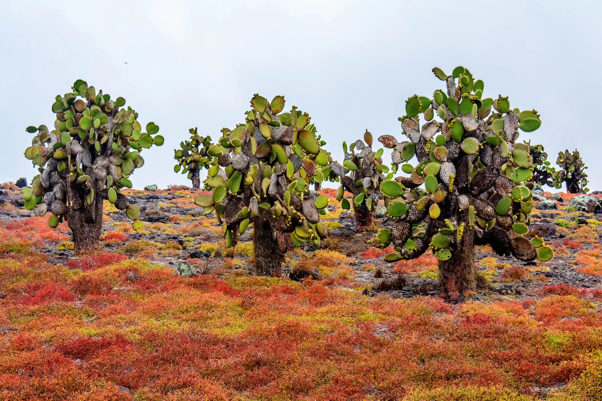 Cactus Forest