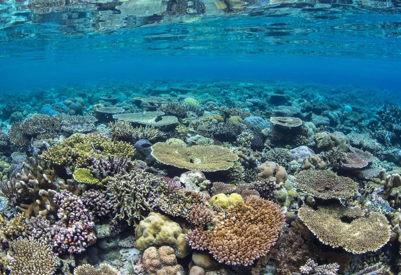 Coral Gardens