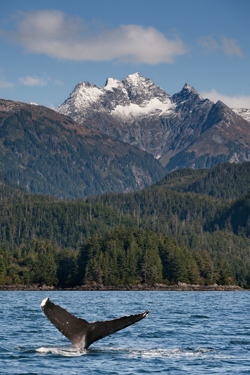 Humpback Whales