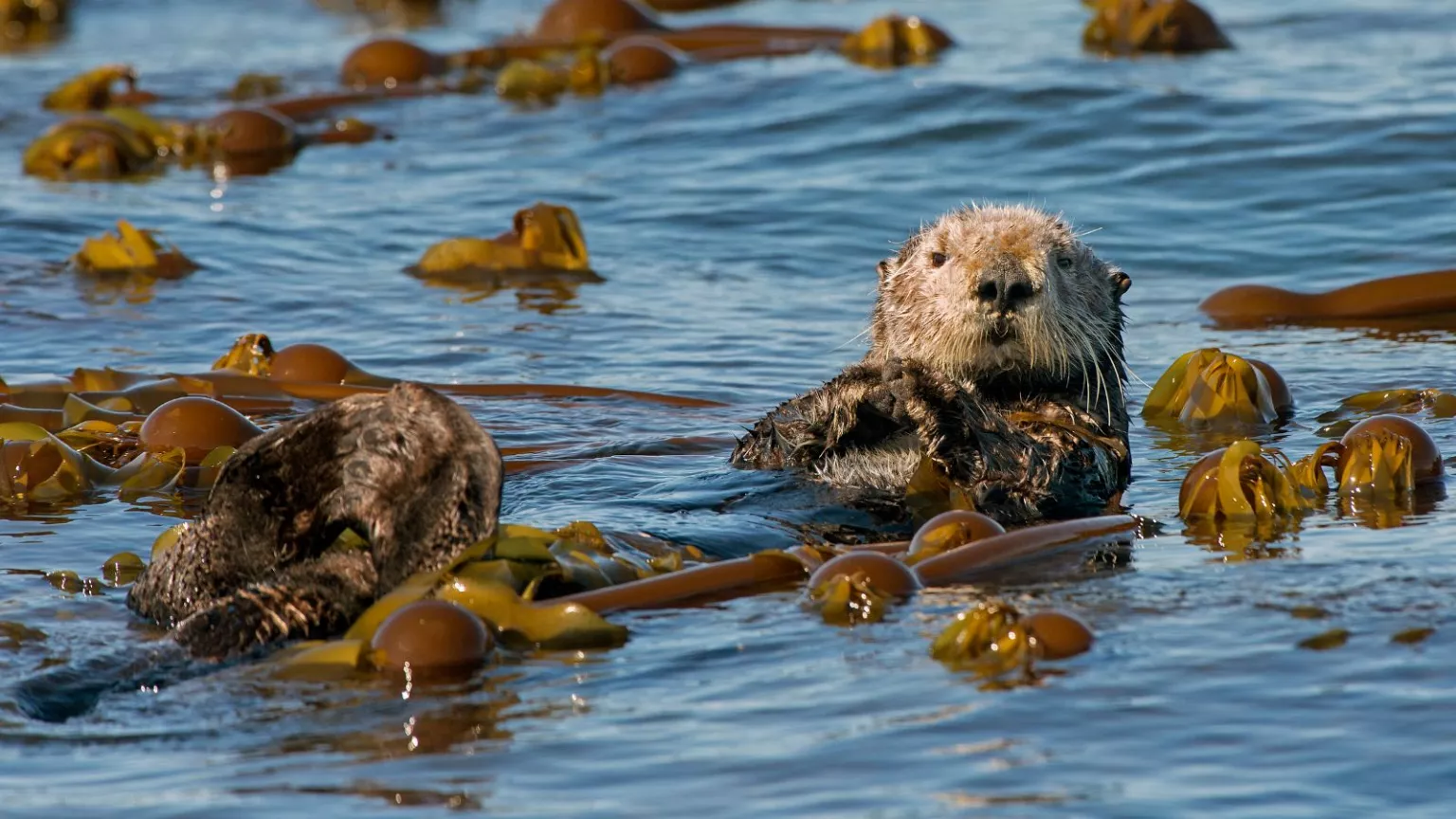 Sea Otters