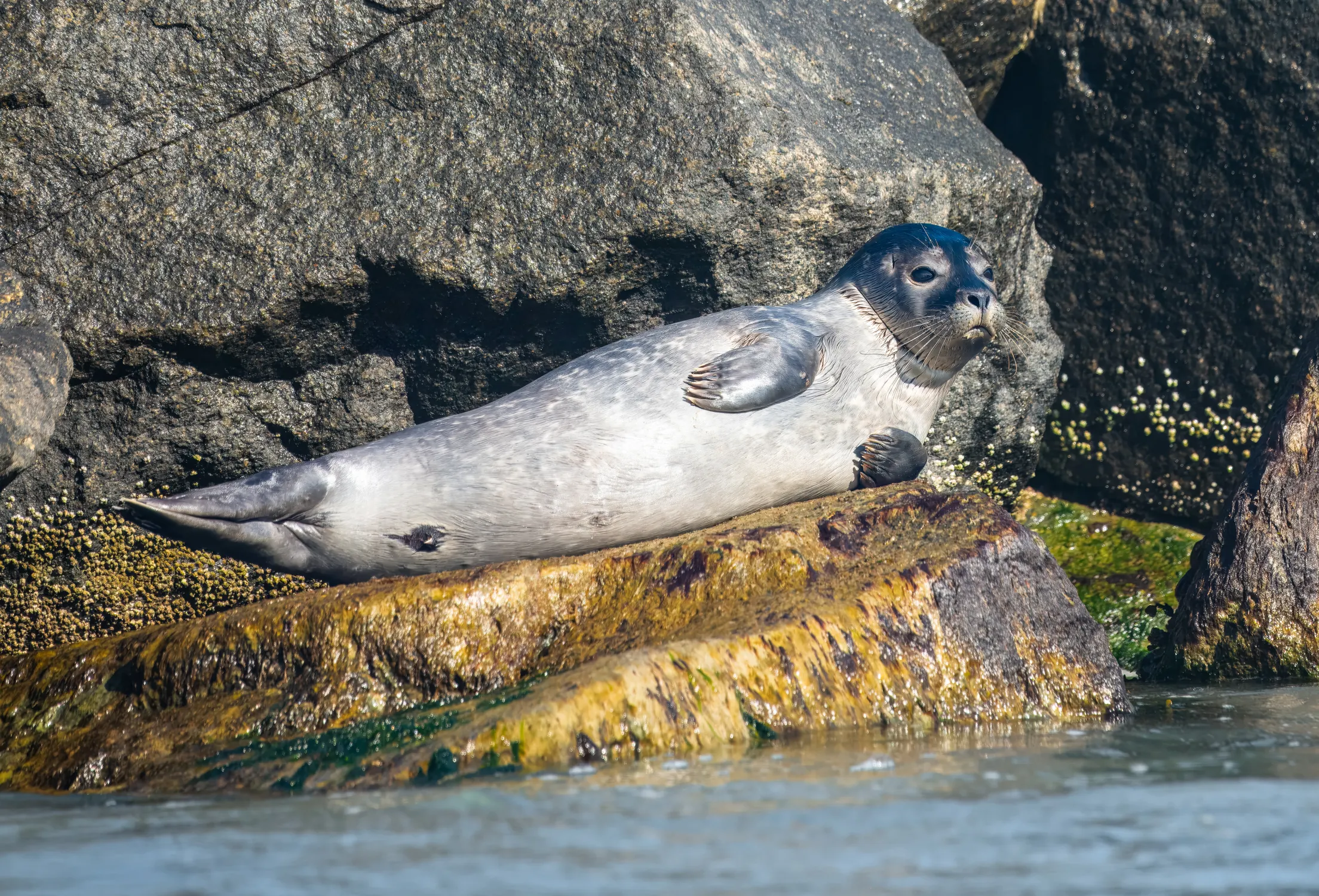 Harbor Seals