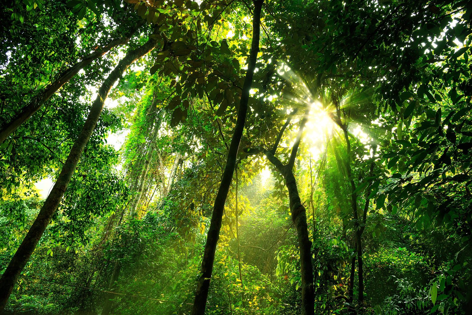 Rainforest Canopy