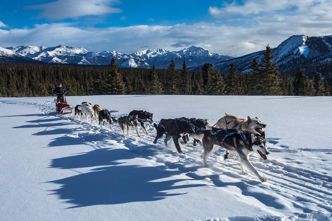 Dog Sledding Loop