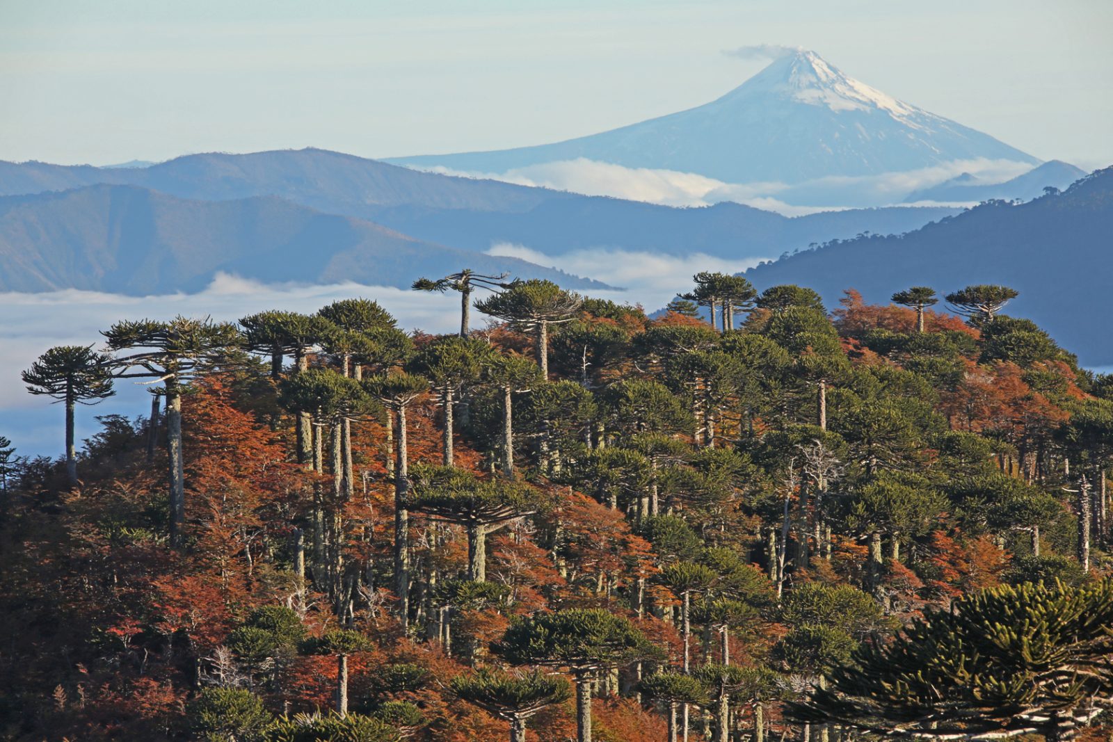 Araucaria Forest Line