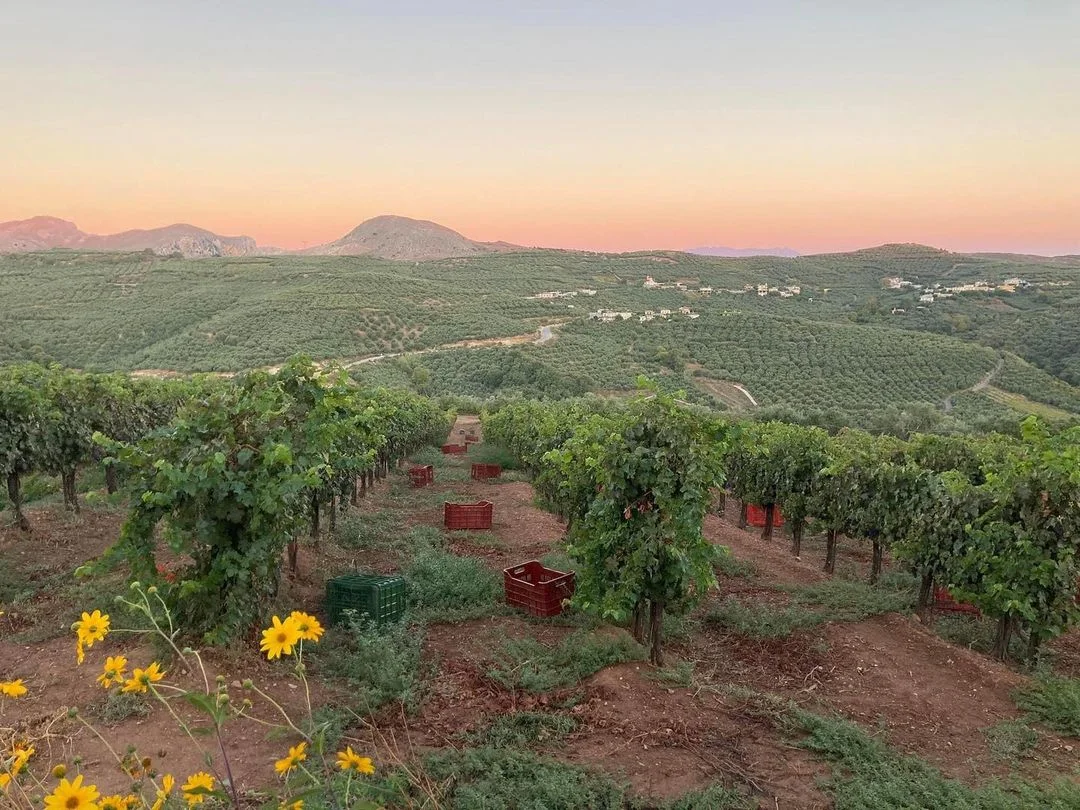 Vineyard Terrace View