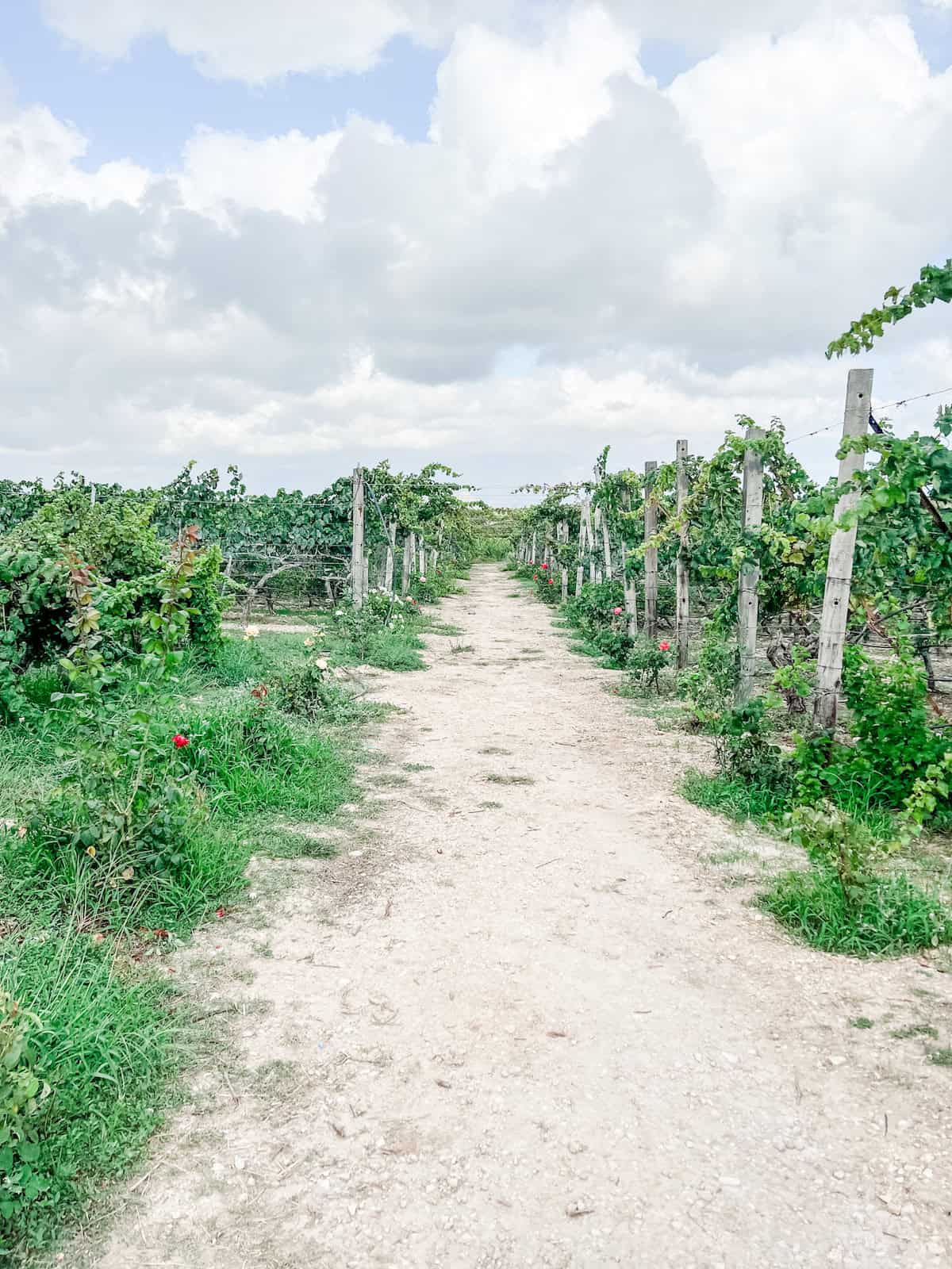 Vineyard Rows