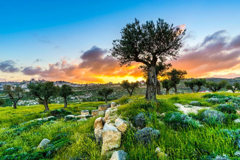 Shepherds' Field