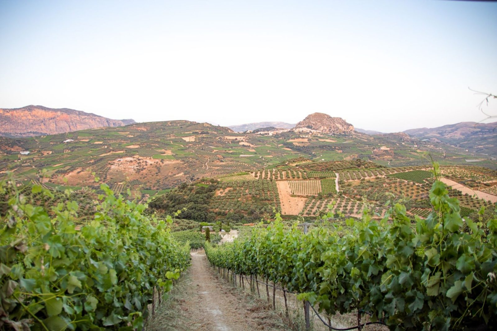 Vineyard Walk