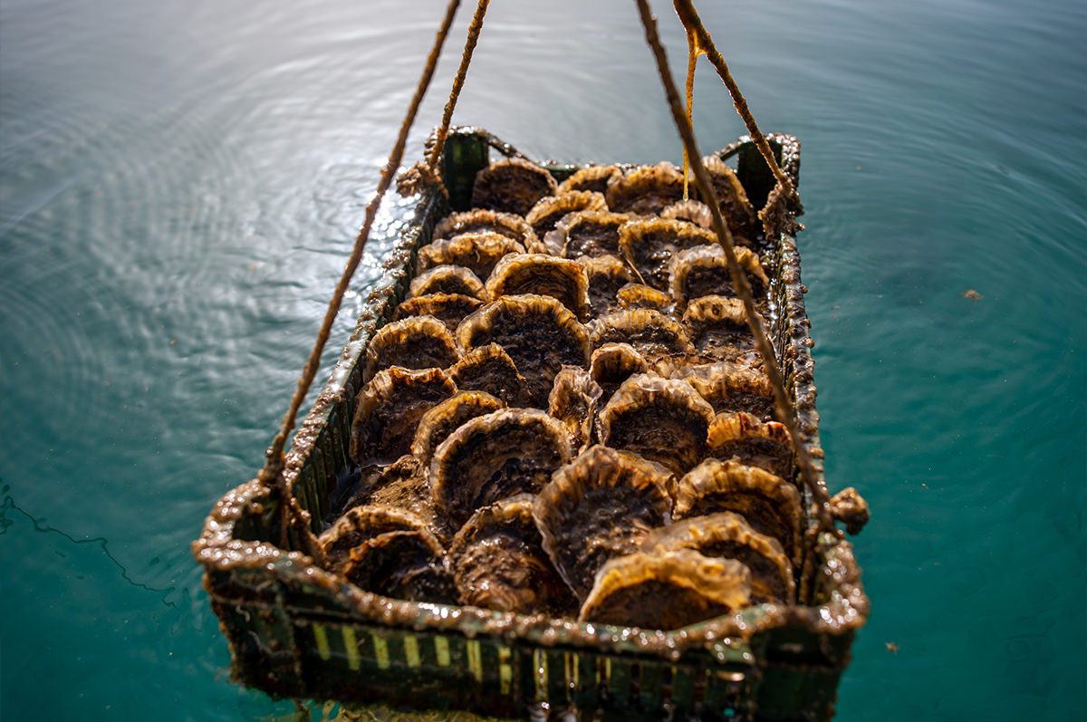 Floating Oyster Platforms