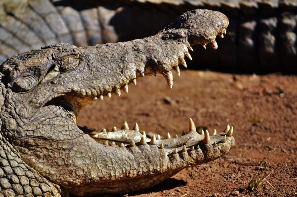 Crocodile and Snake Center