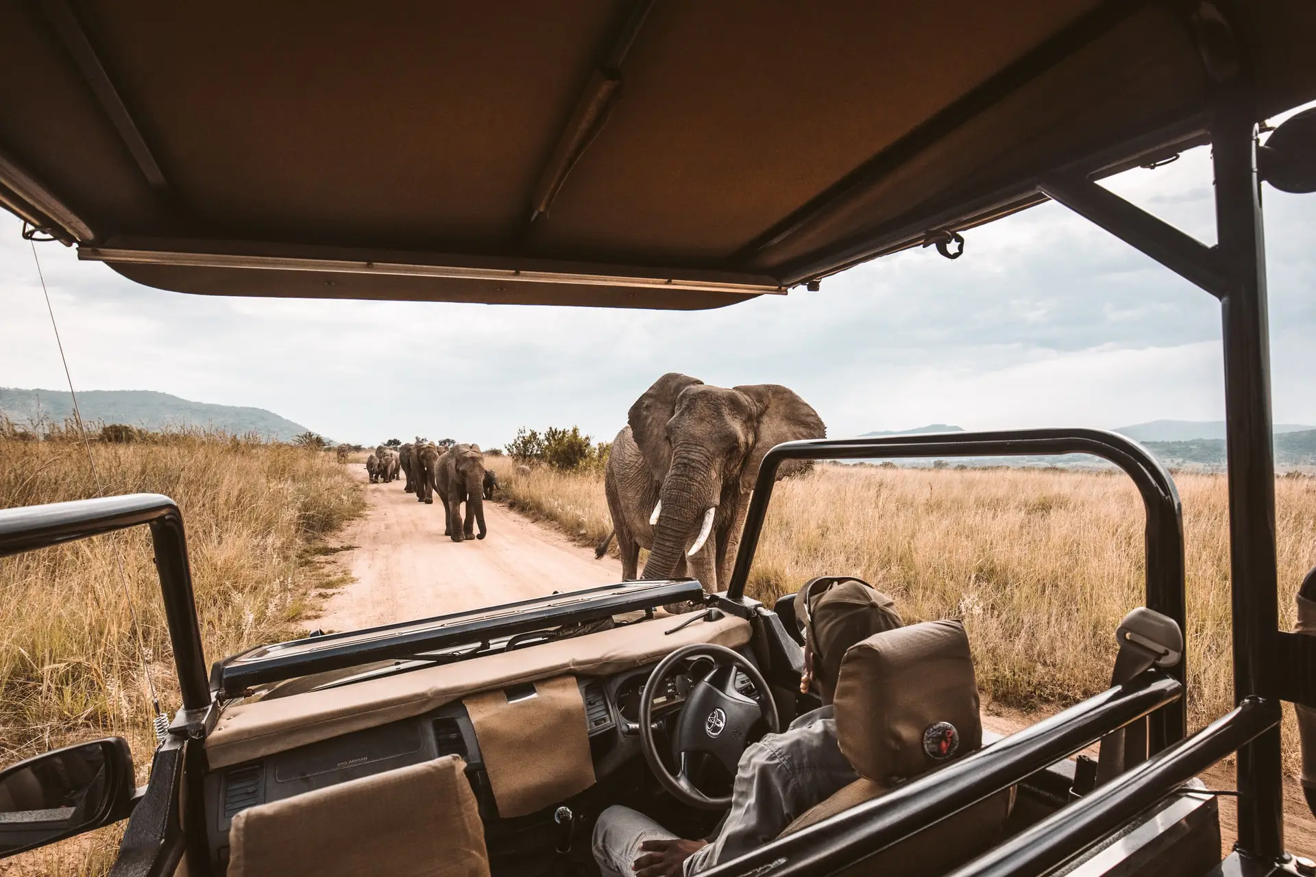 Safari Game Drive