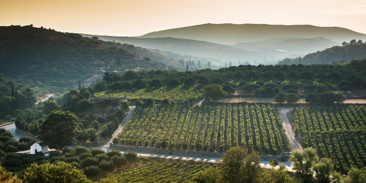Vineyard Rows at Peza