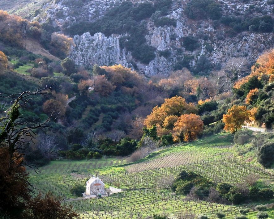 Cretan Vineyard