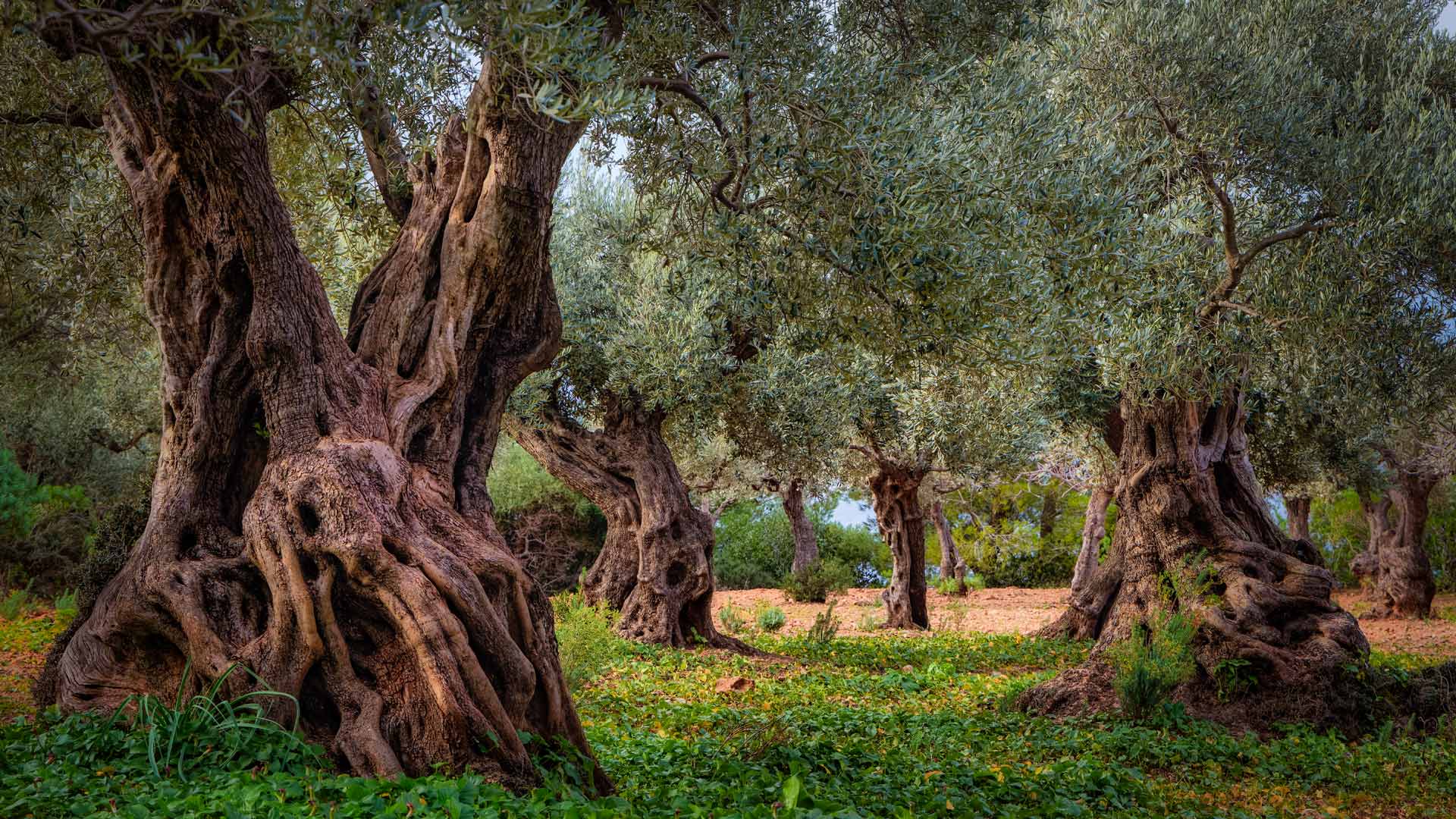 Harvest Grounds