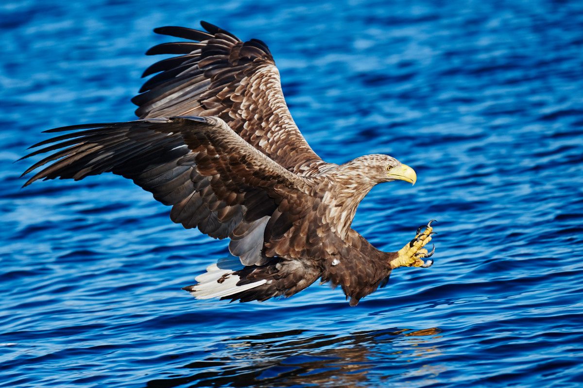 White-tailed Sea Eagles