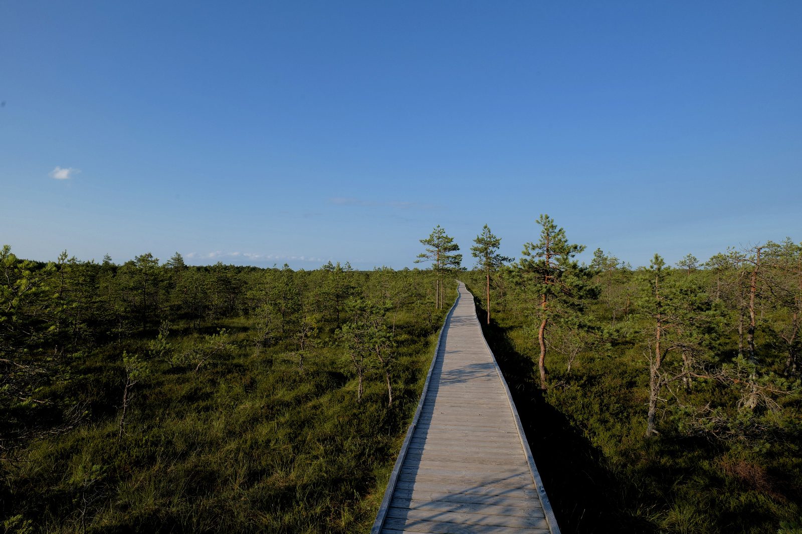 Hiking Trail Boardwalk