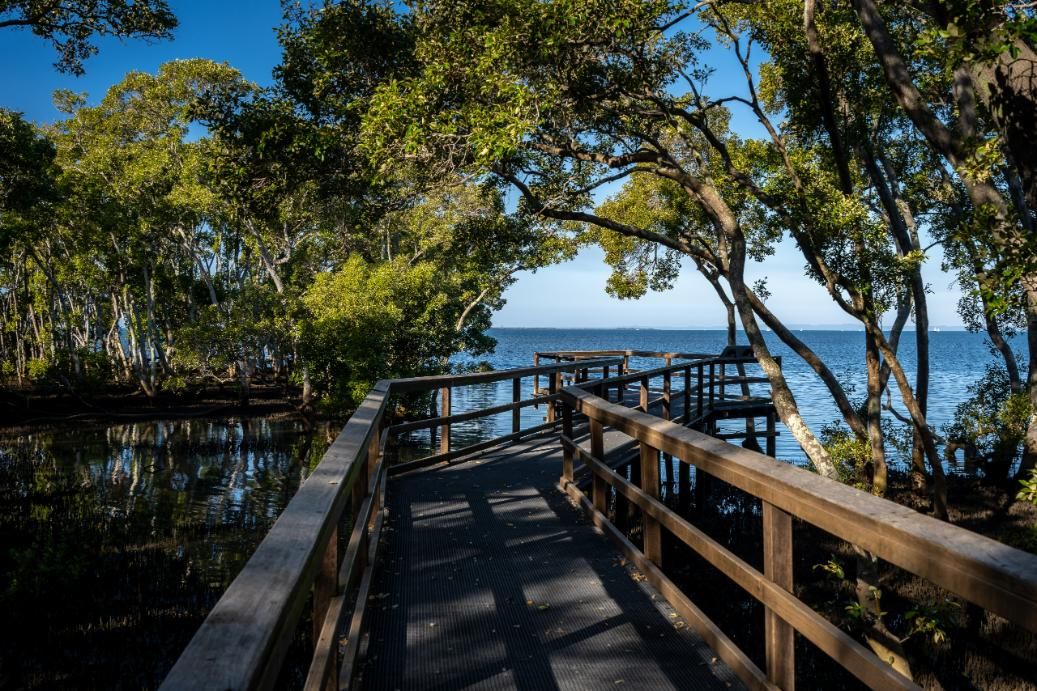 Mangrove Boardwalk