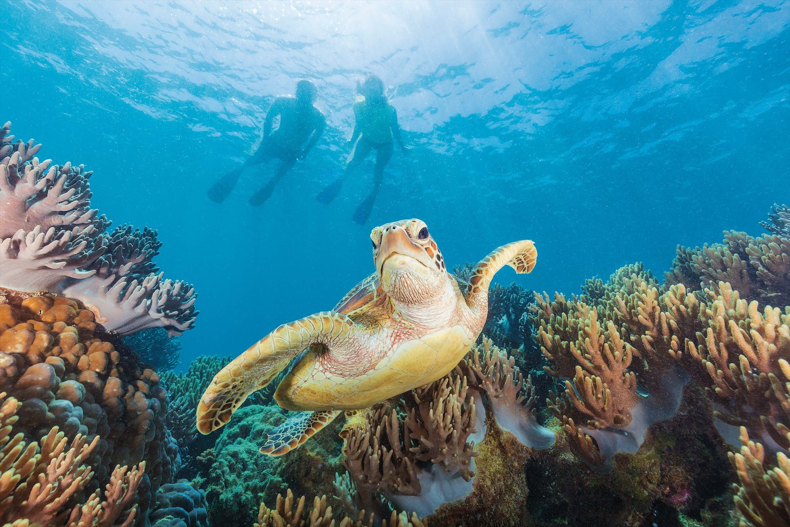Snorkeling Platform