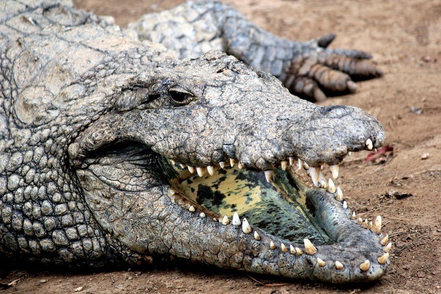 Crocodile and Snake Park Enclosure