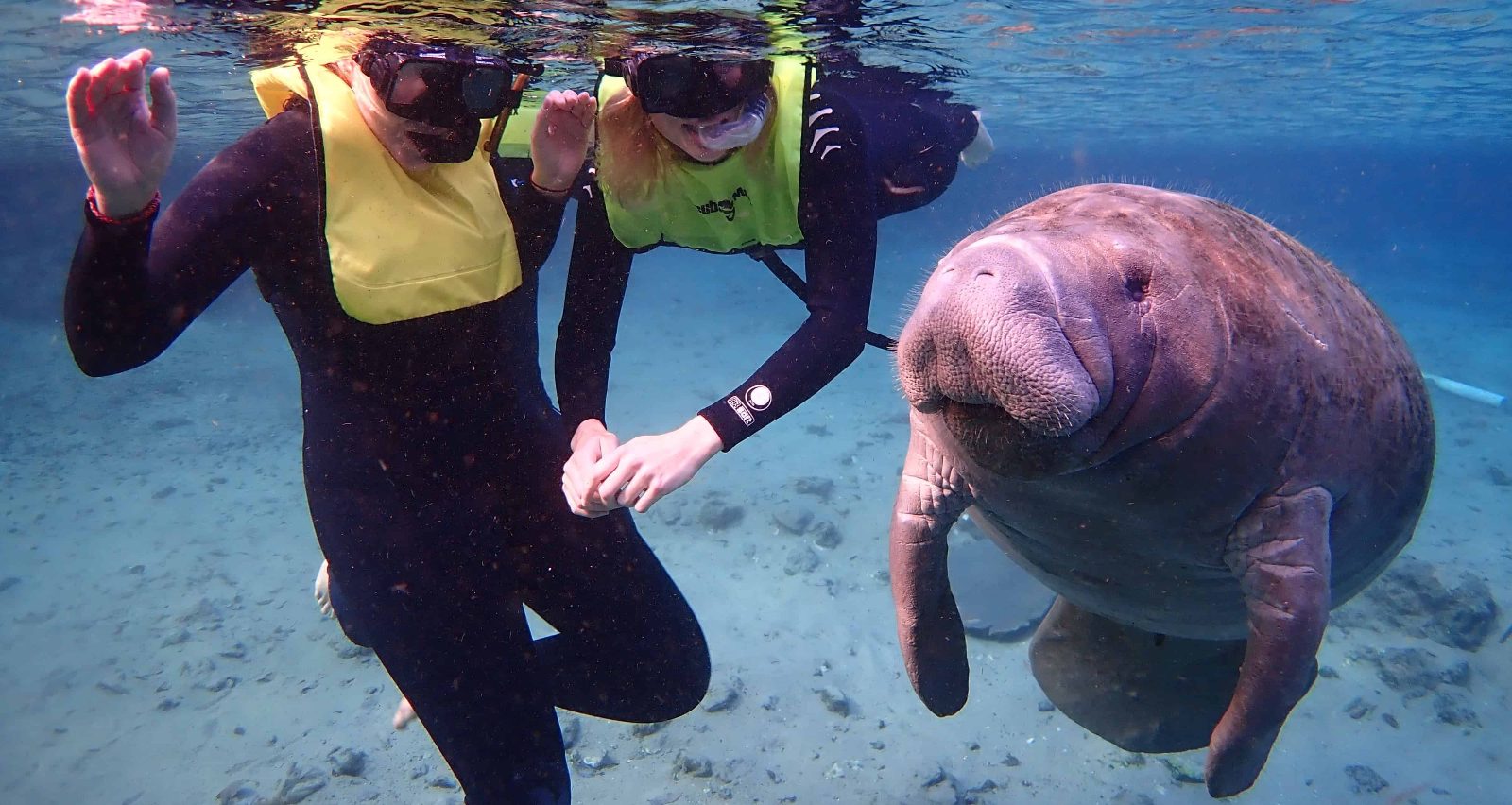 Manatee Day Trip From Orlando