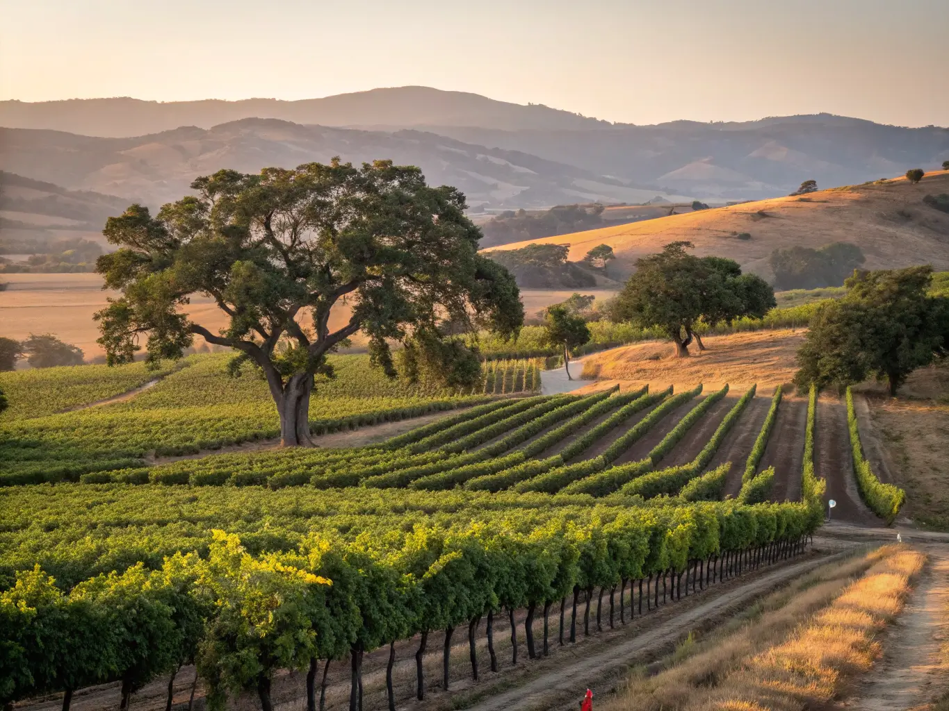 Solvang Wine Tours Packages