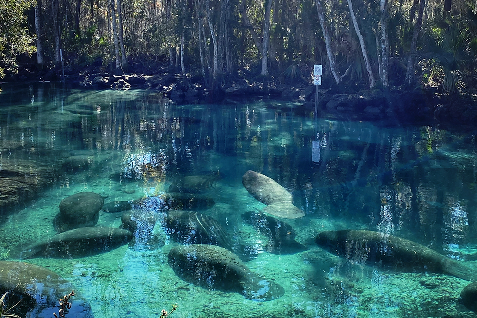 Three Sisters Springs Boardwalk
