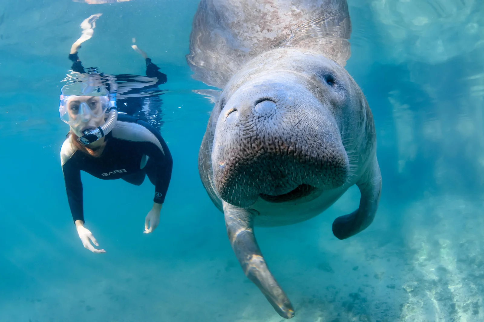Crystal River In-Water Snorkel Zone