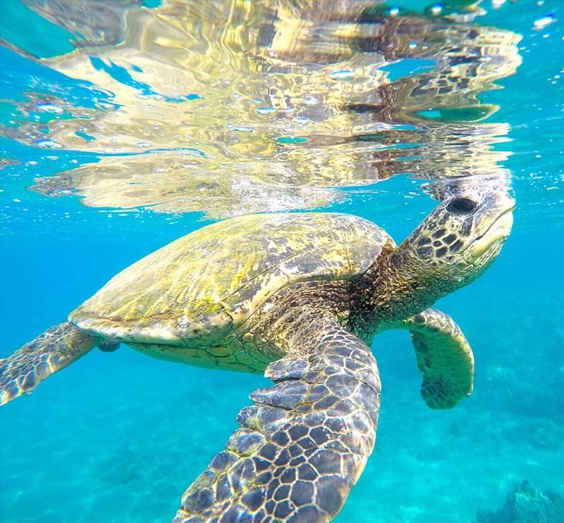 Turtle Town Reef Waters