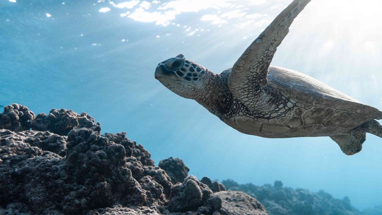 Honu Feeding Grounds