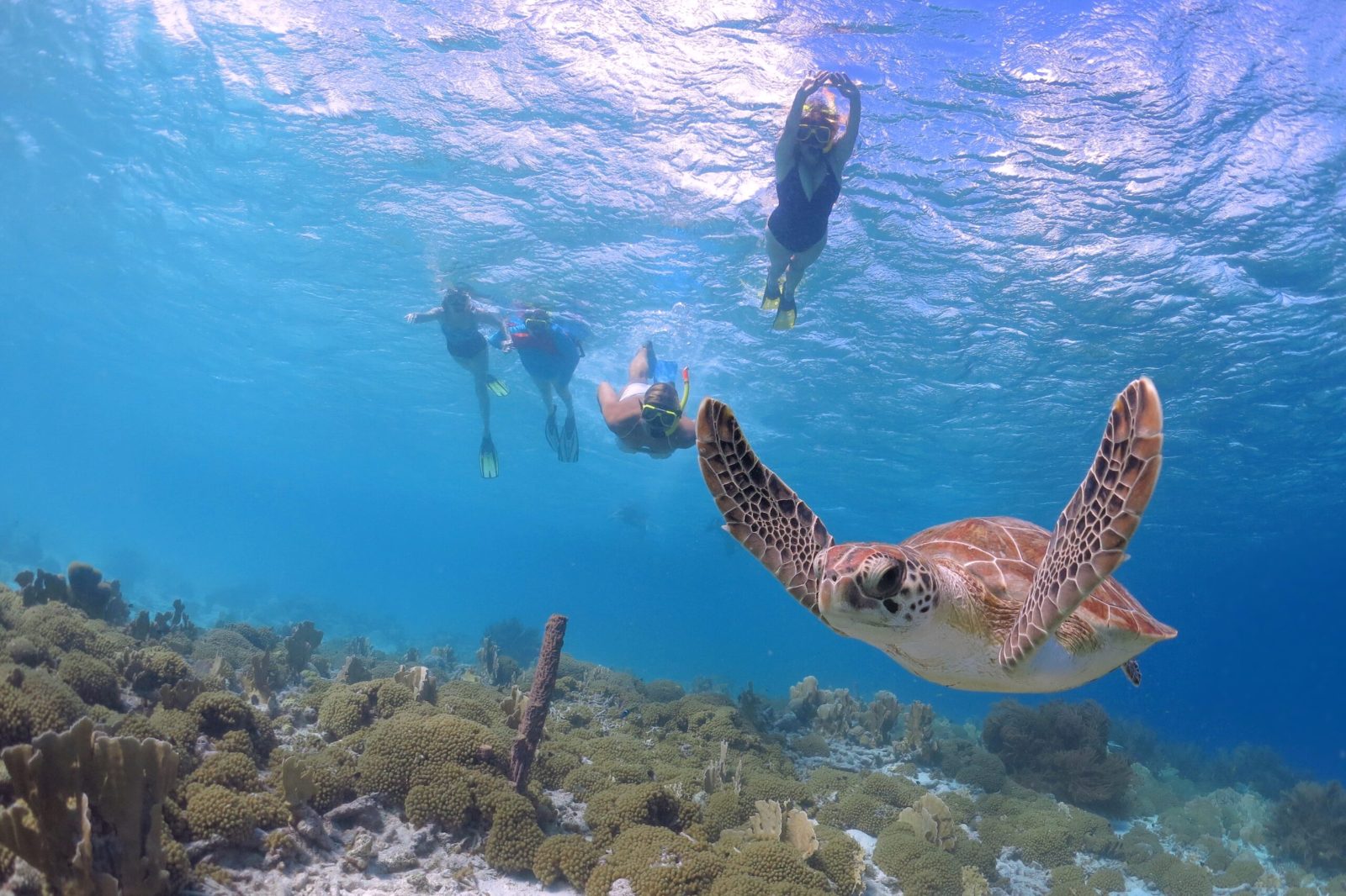 Snorkel Encounter Area