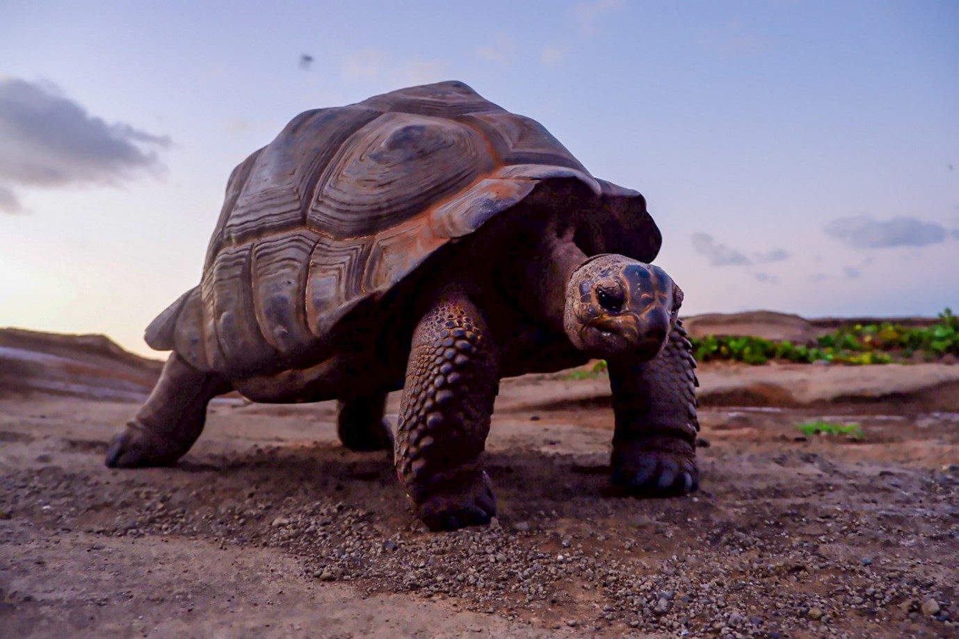 Tortoise Park Observation Deck