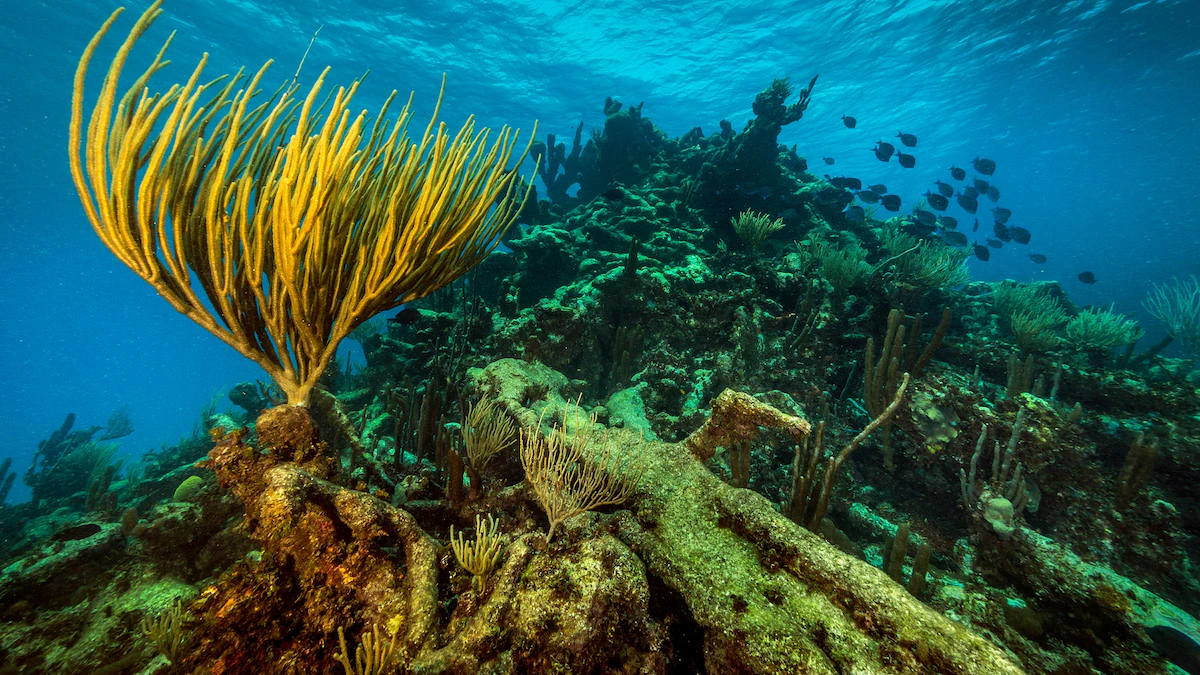 Buck Island Turtle Reef
