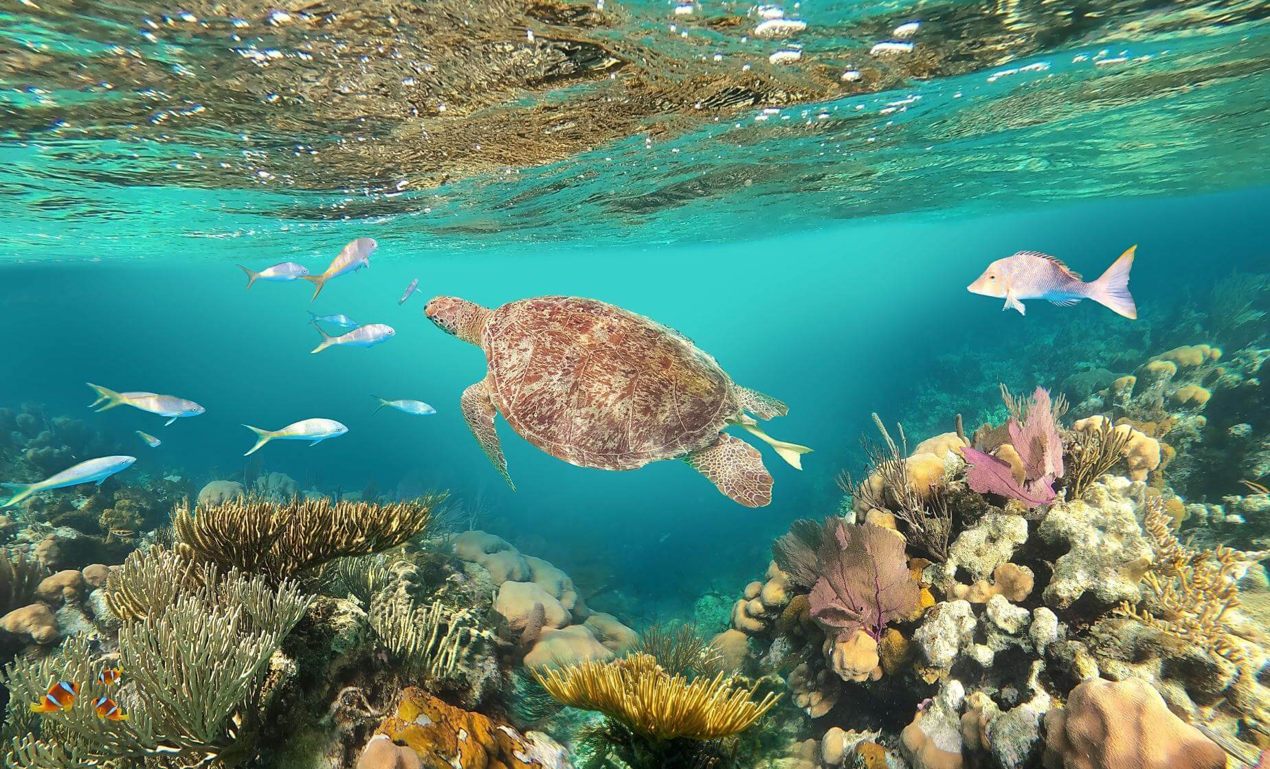 Turtle Cove