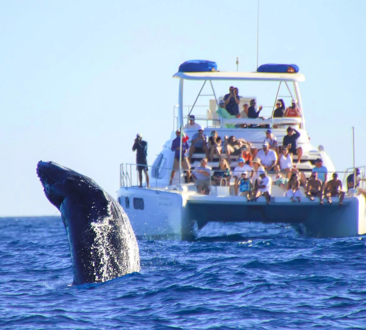 Nanaimo Whale Watching Prices