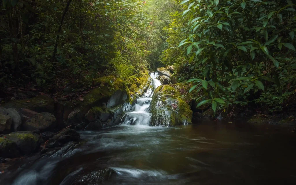 Cotapata National Park