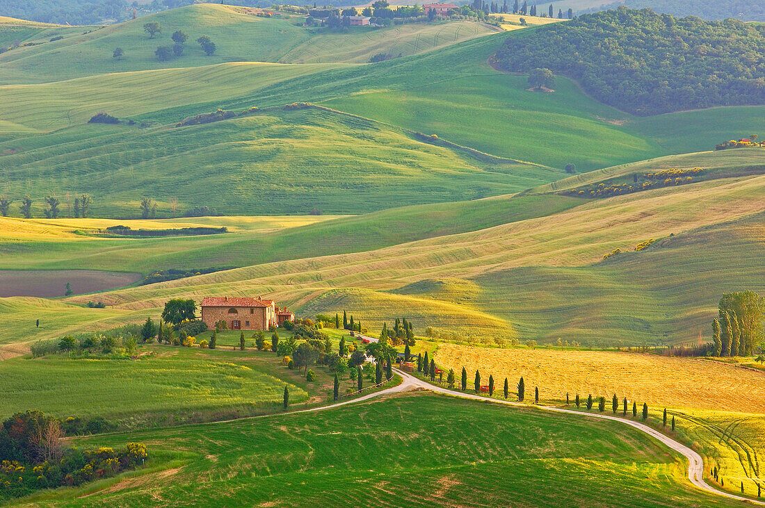 Rolling Wheat Fields