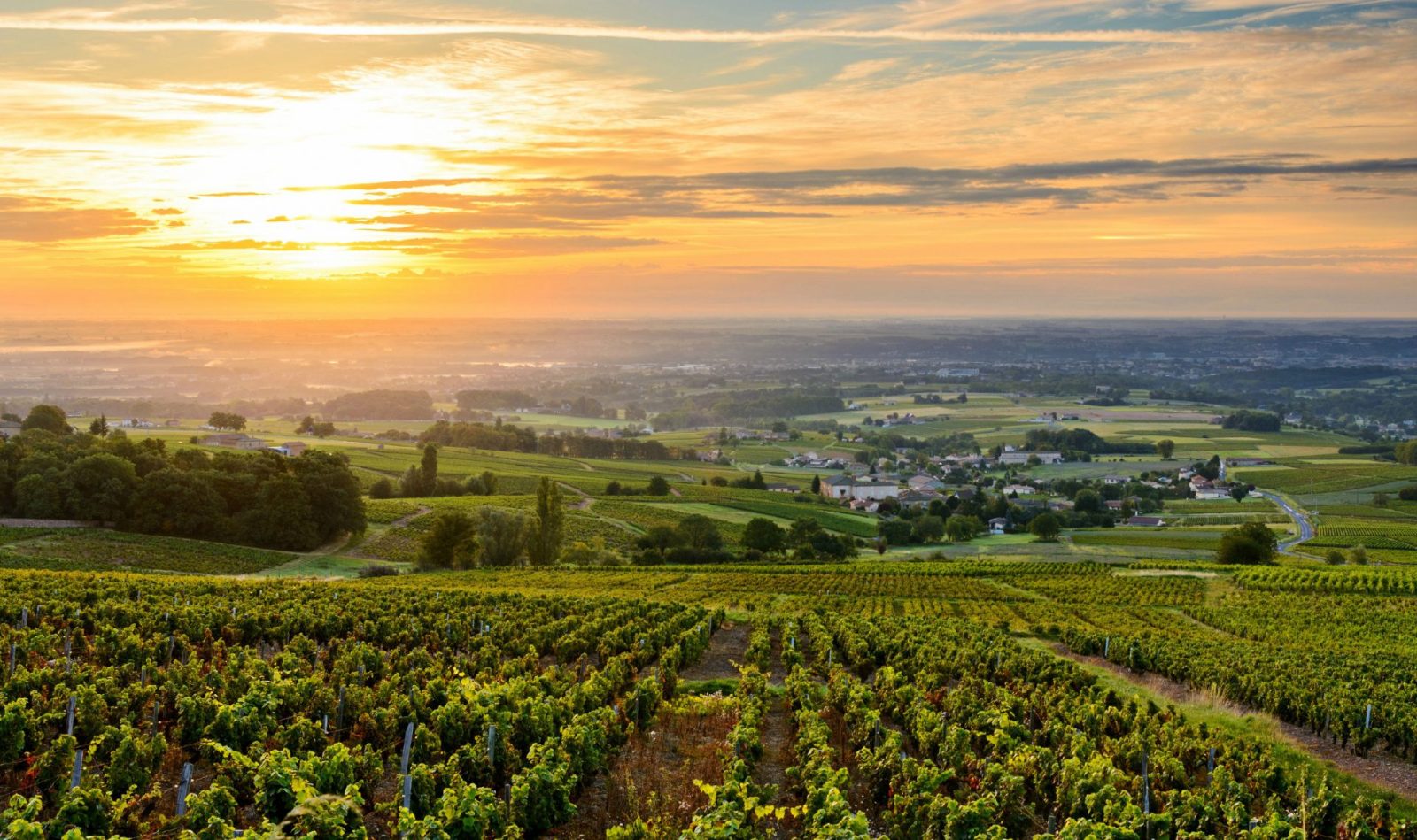 panoramic vineyard view