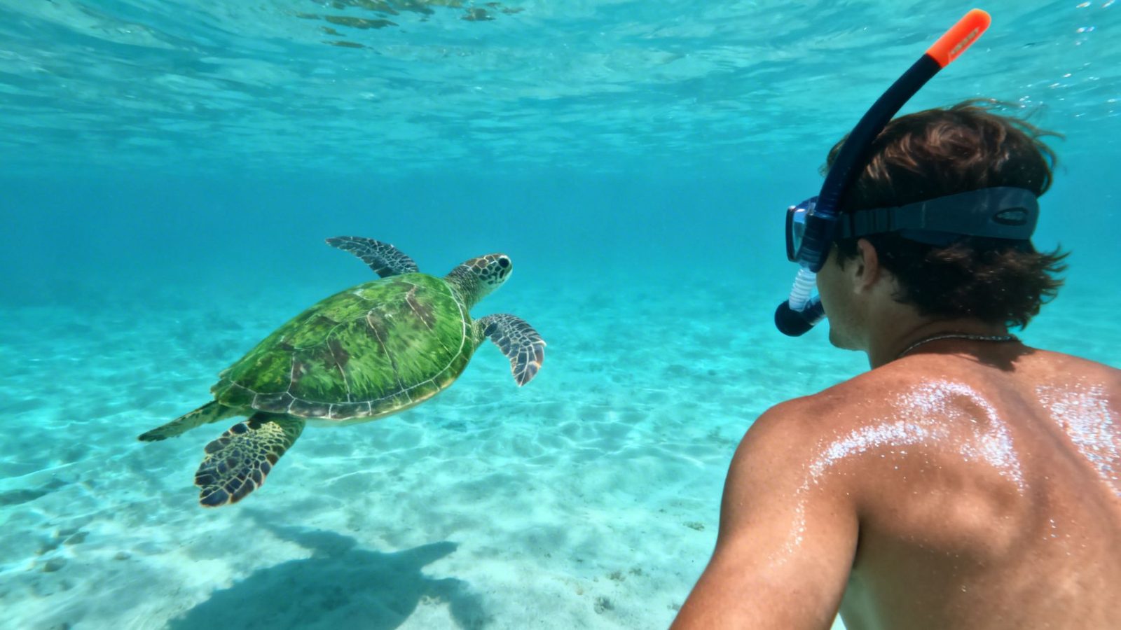 Your experience at Waikiki Turtle Snorkeling