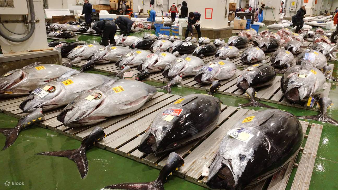 Toyosu Tuna Auction Tour