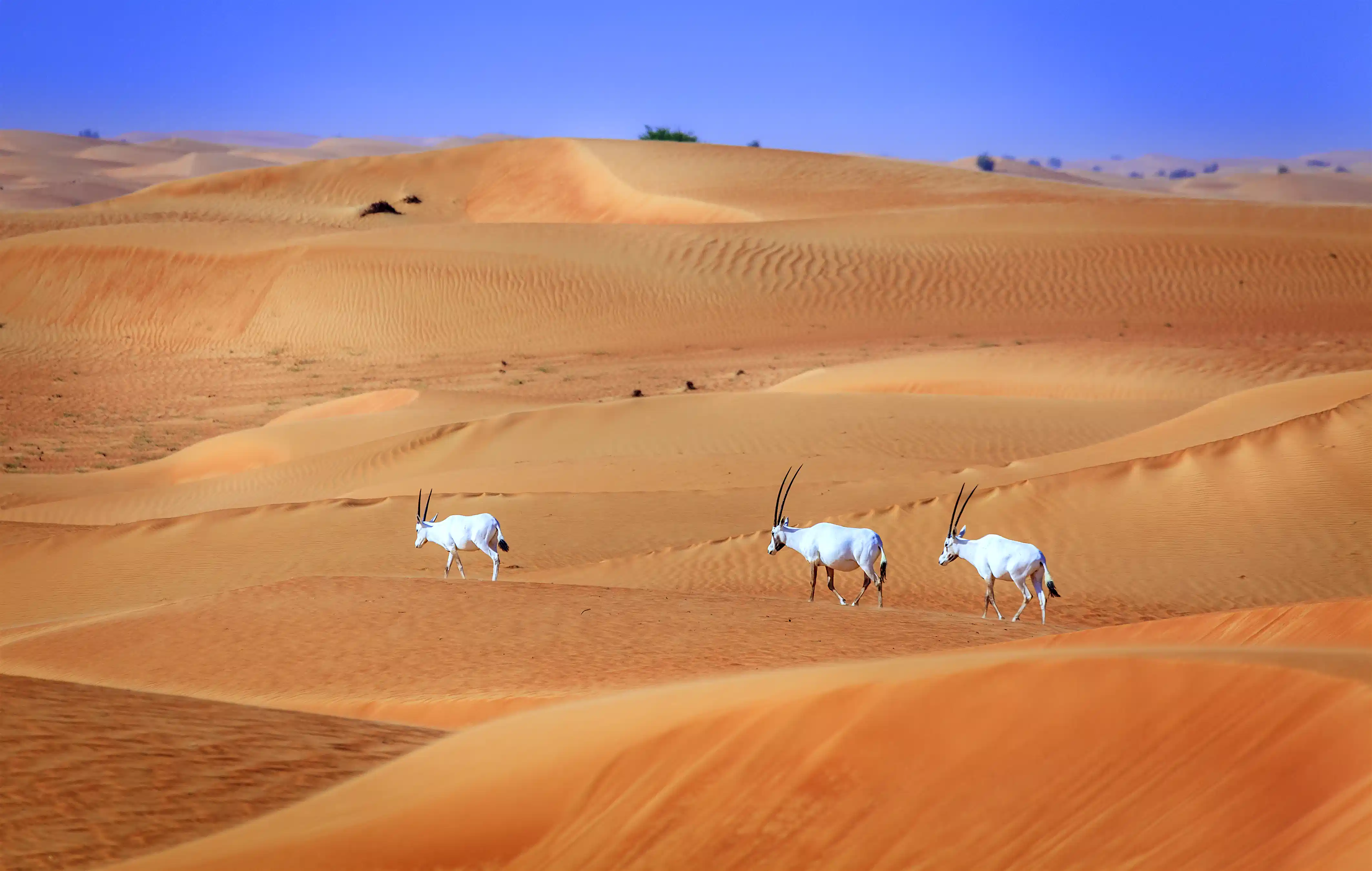 Desert Safari Dubai with Dinner in the Reserve