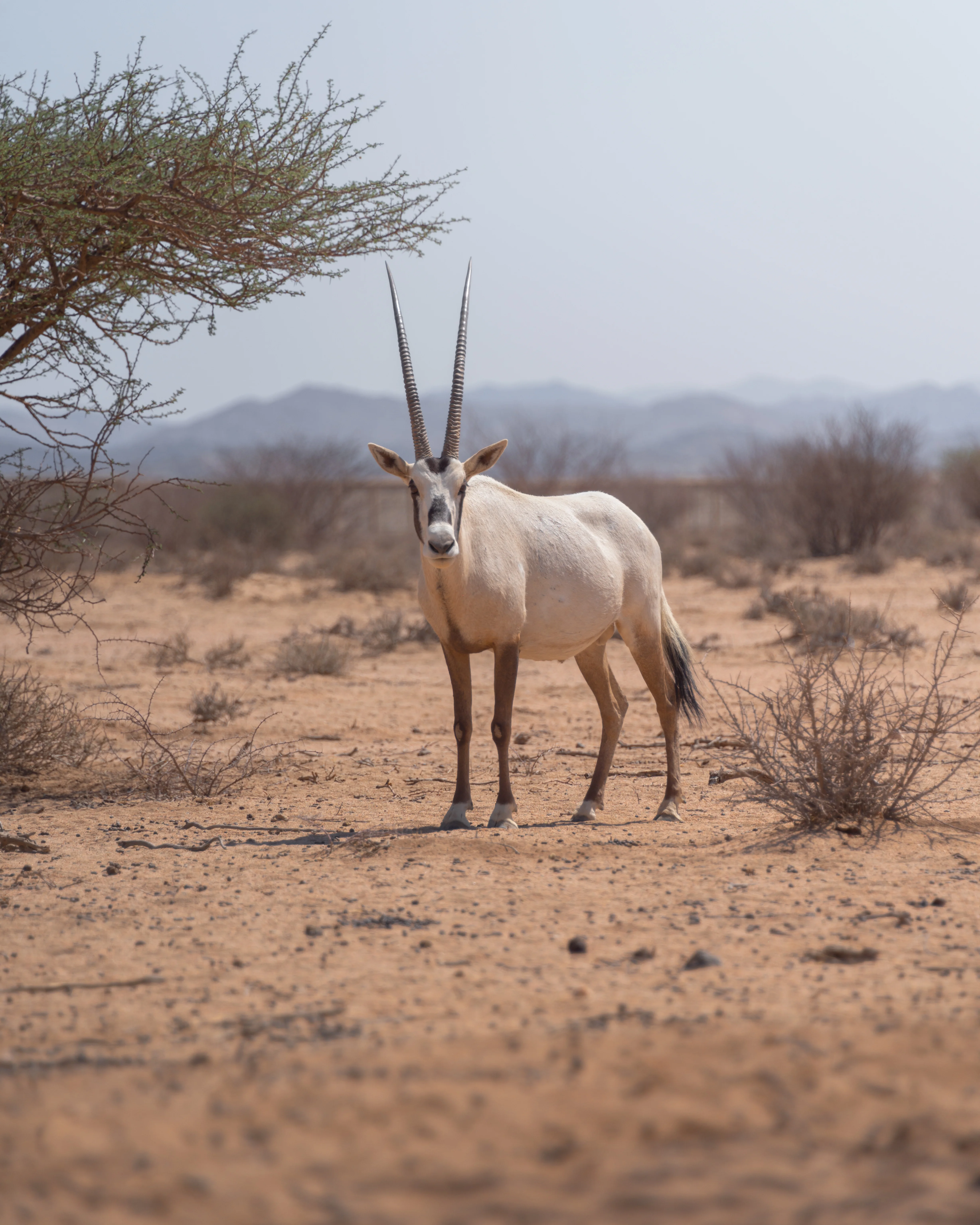 Conservation briefing