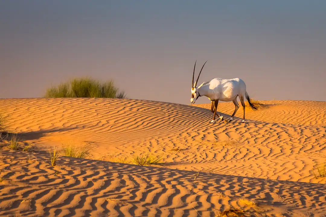 Desert vegetation