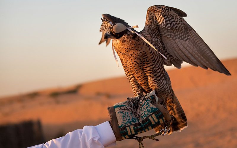 Your experience at Desert Safari Dubai With Dinner