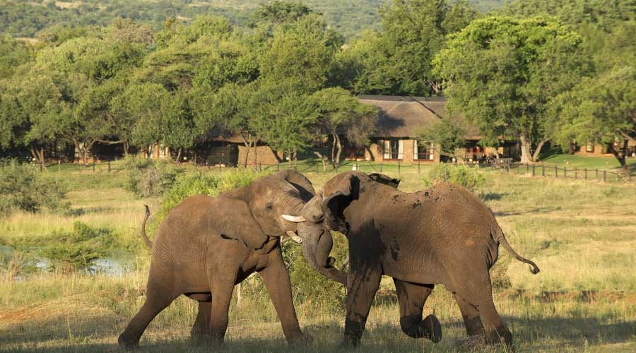 Bakubung Hide