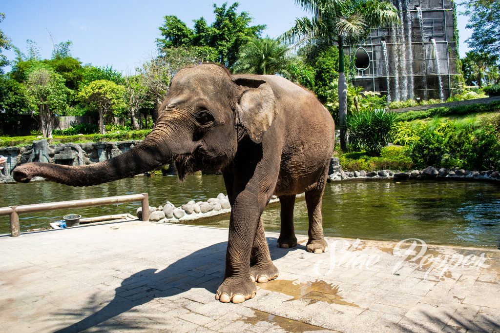 Elephant Care Experience Bali at Bali Zoo