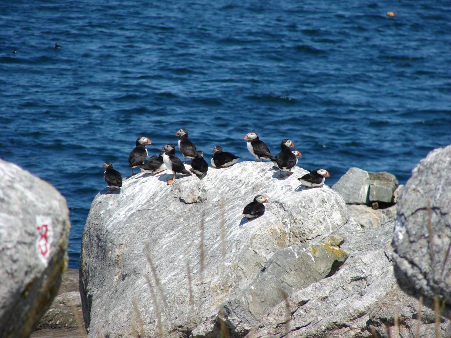 Boothbay Harbor Puffin Cruise: What to Expect