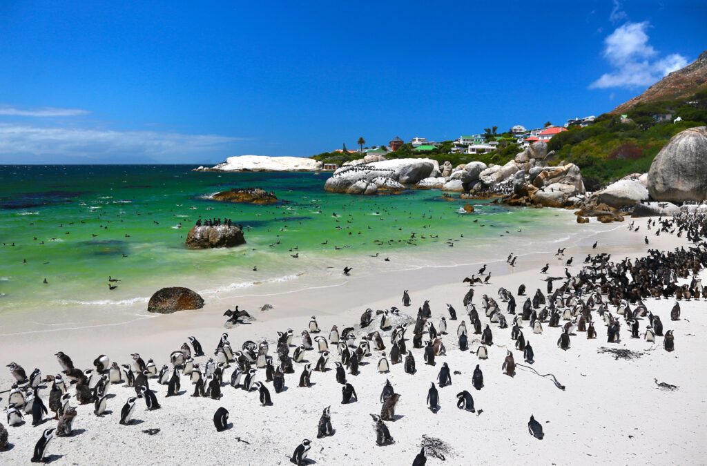 Cape Town Penguin Tour
