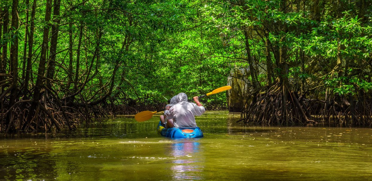 Damas Island Mangrove Tour