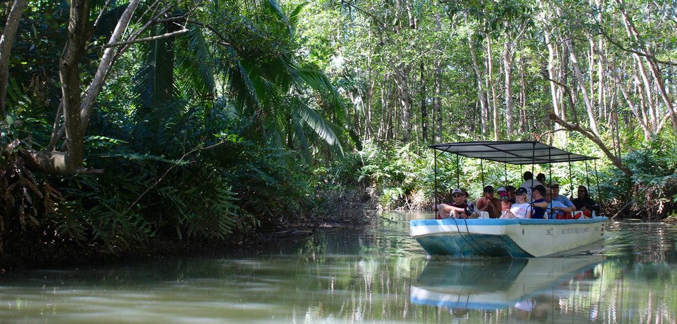 Your experience at Damas Island Mangrove Tour
