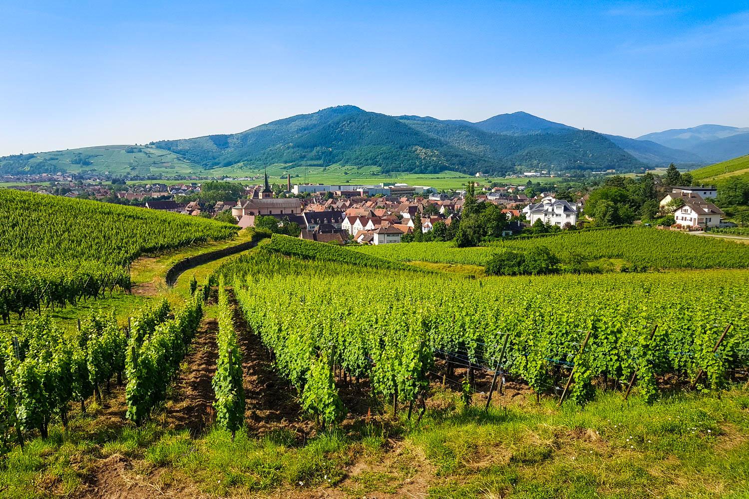 Grand Cru Vineyards